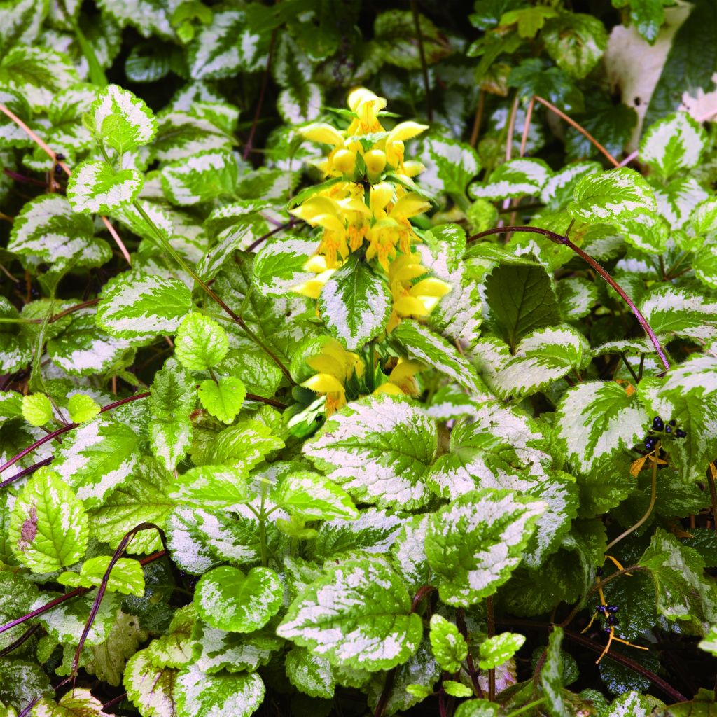 Lamium galeobdolon - Yellow Deadnettle