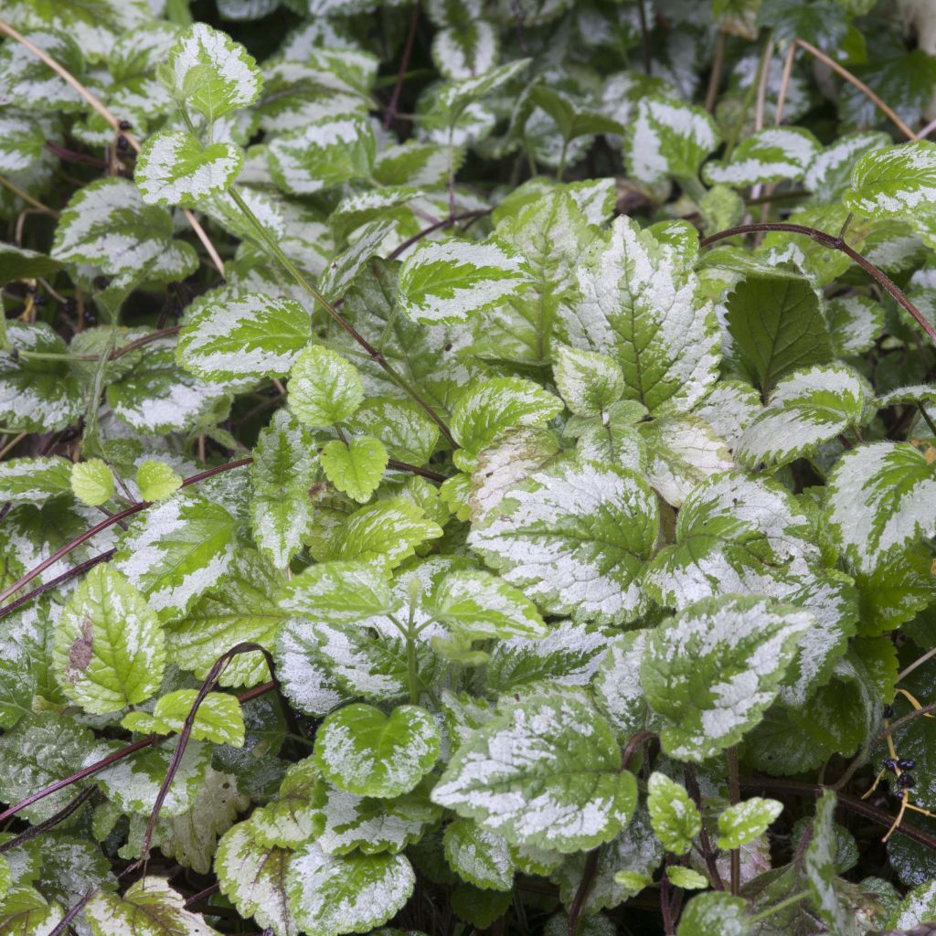 Lamium galeobdolon - Yellow Deadnettle