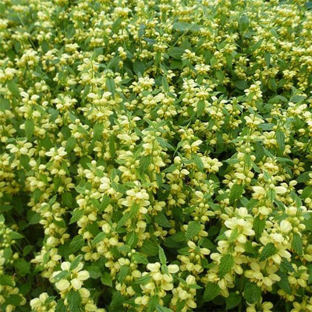Lamium galeobdolon - Yellow Deadnettle