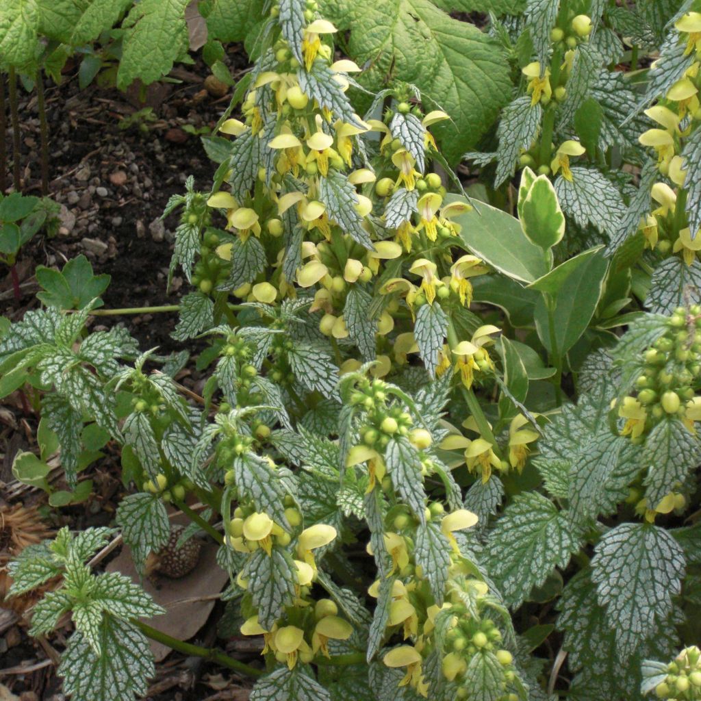 Lamium galeobdolon Hermanns Pride - Yellow Deadnettle