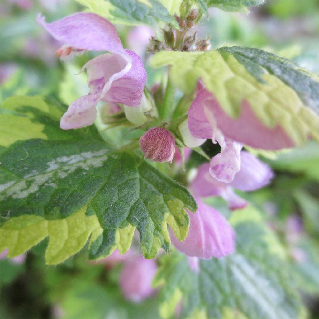Lamium maculatum Anne Greenaway - Spotted Deadnettle