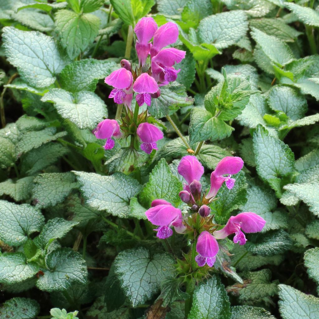Lamium maculatum Beacon Silver - Spotted Deadnettle