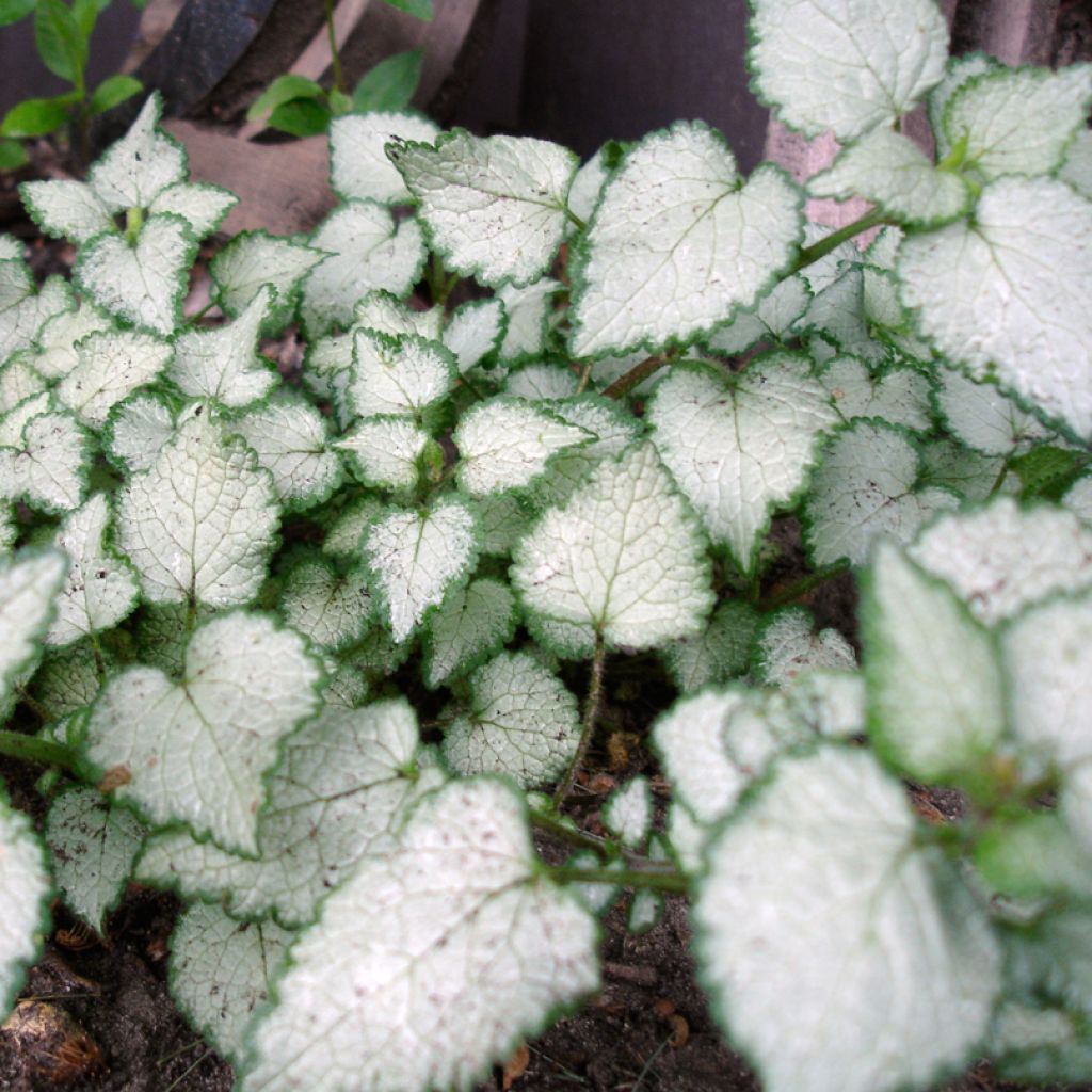 Lamium maculatum Beacon Silver - Spotted Deadnettle