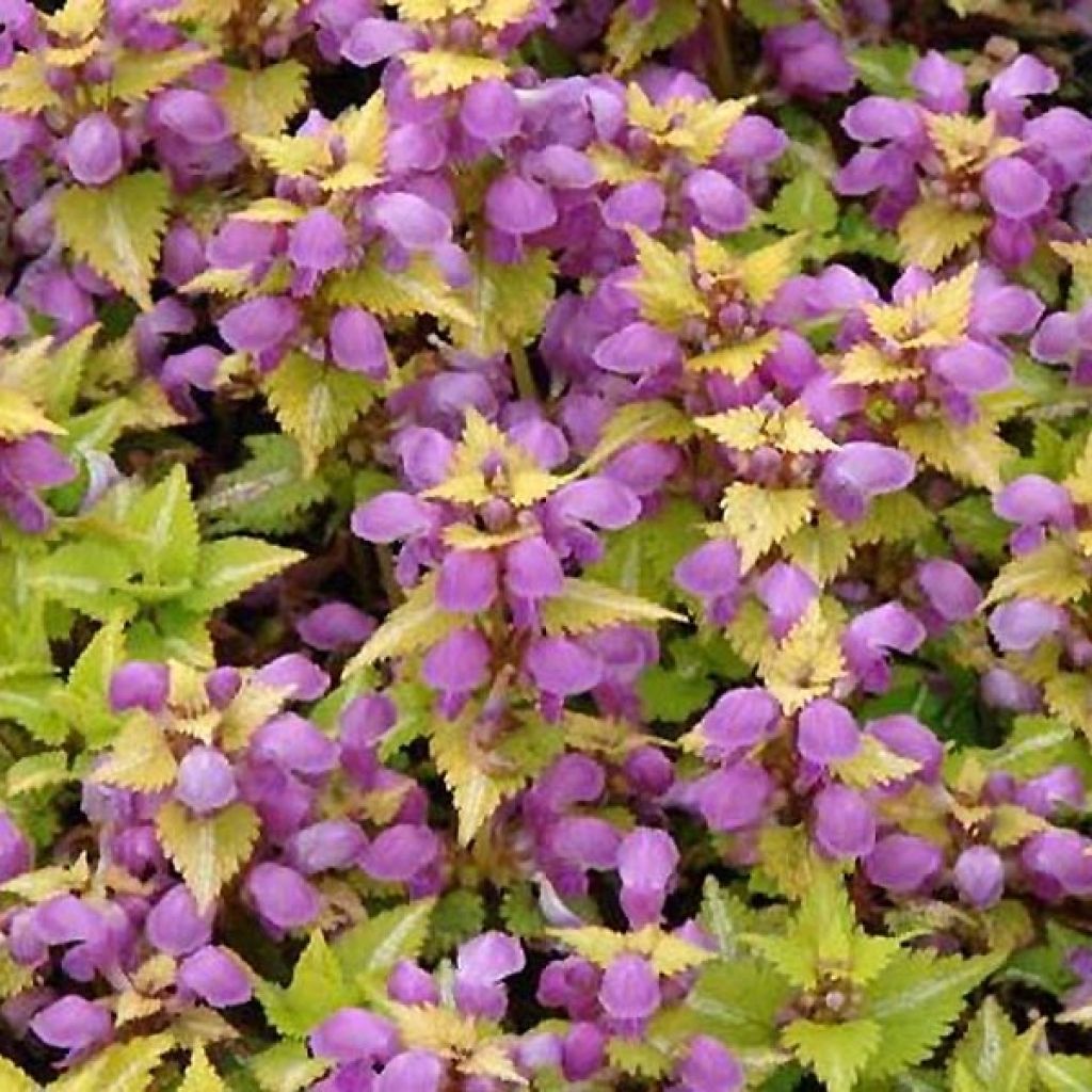 Lamium maculatum Golden Nuggets - Spotted Deadnettle