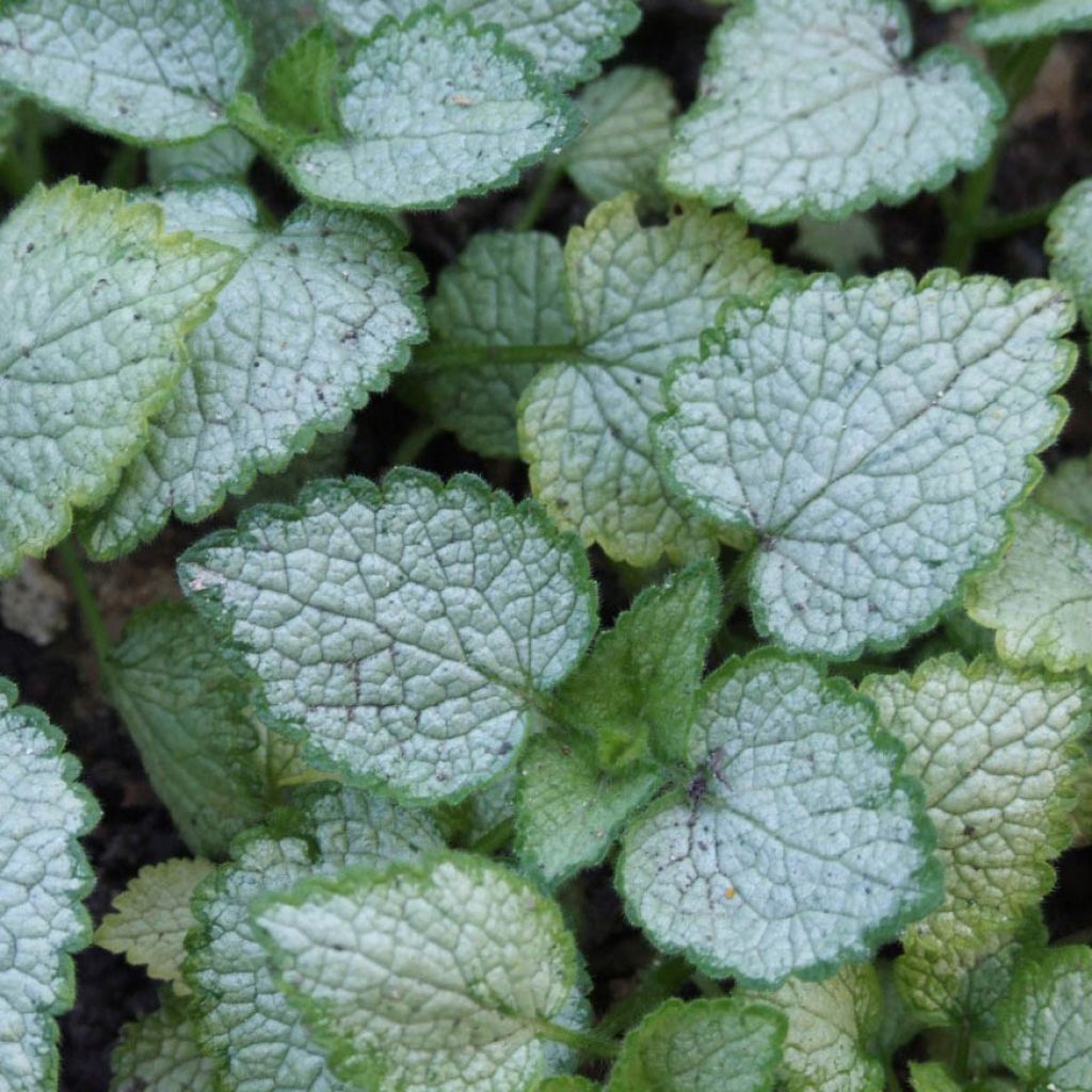Lamium maculatum Pink Pewter - Spotted Deadnettle