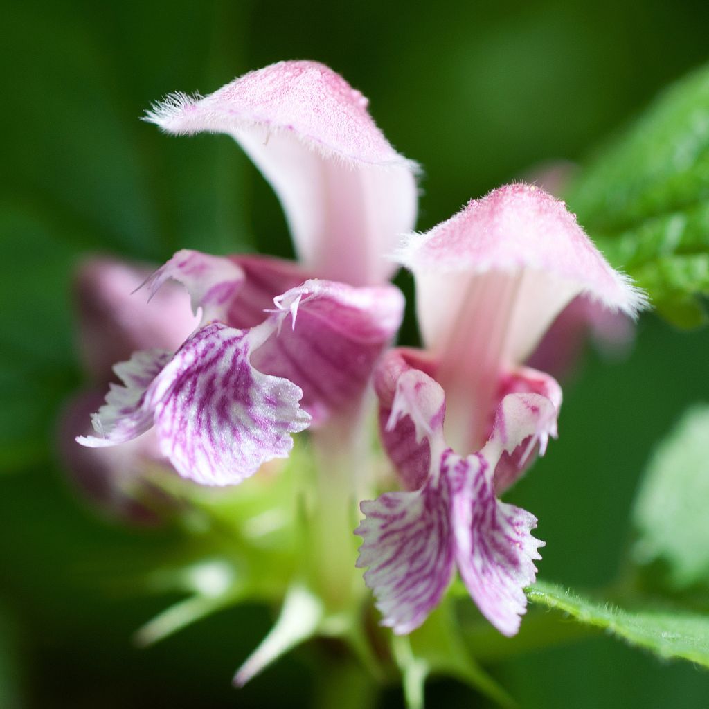 Lamium maculatum Purple Dragon - Spotted Deadnettle