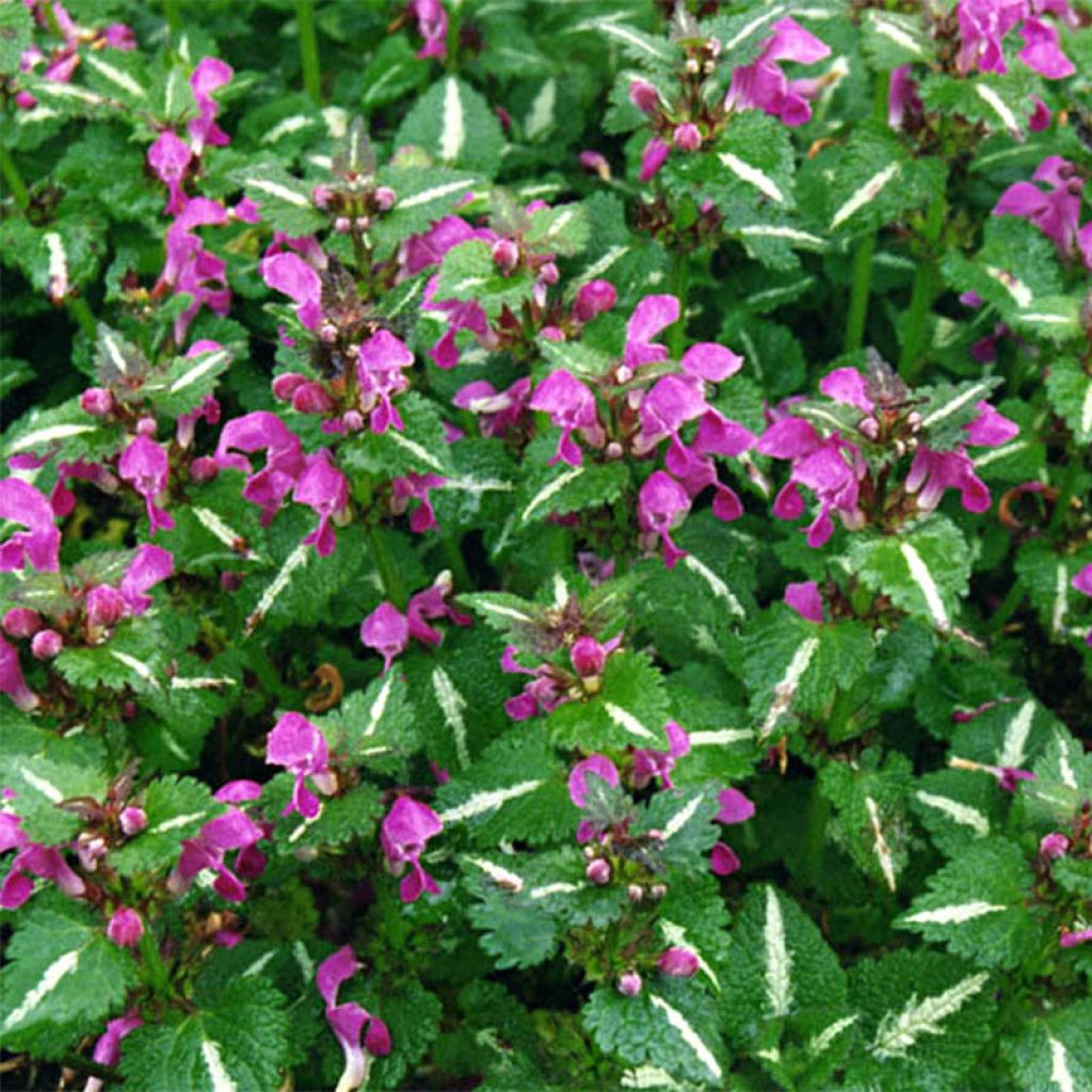Lamium maculatum Roseum - Spotted Deadnettle