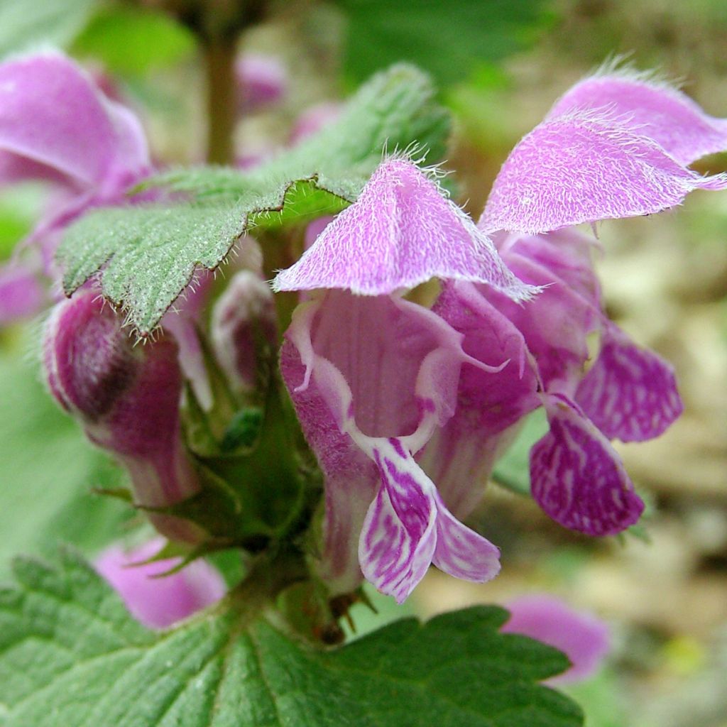 Lamium maculatum Roseum - Spotted Deadnettle
