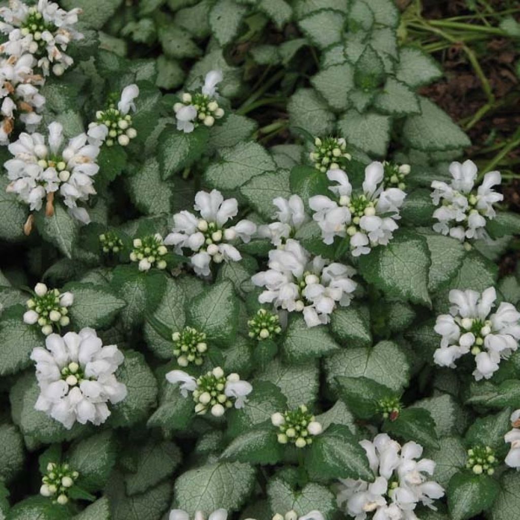 Lamium maculatum White Nancy - Spotted Deadnettle