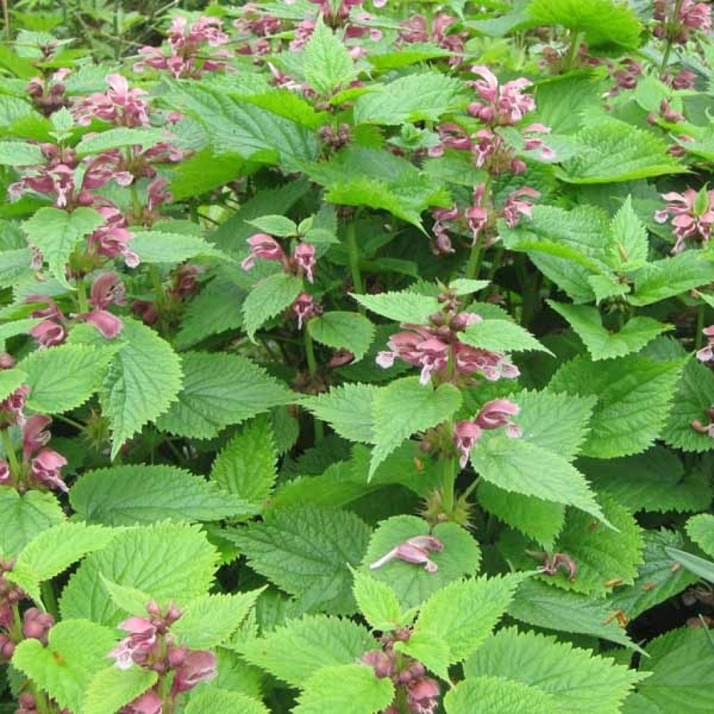 Lamium orvala
