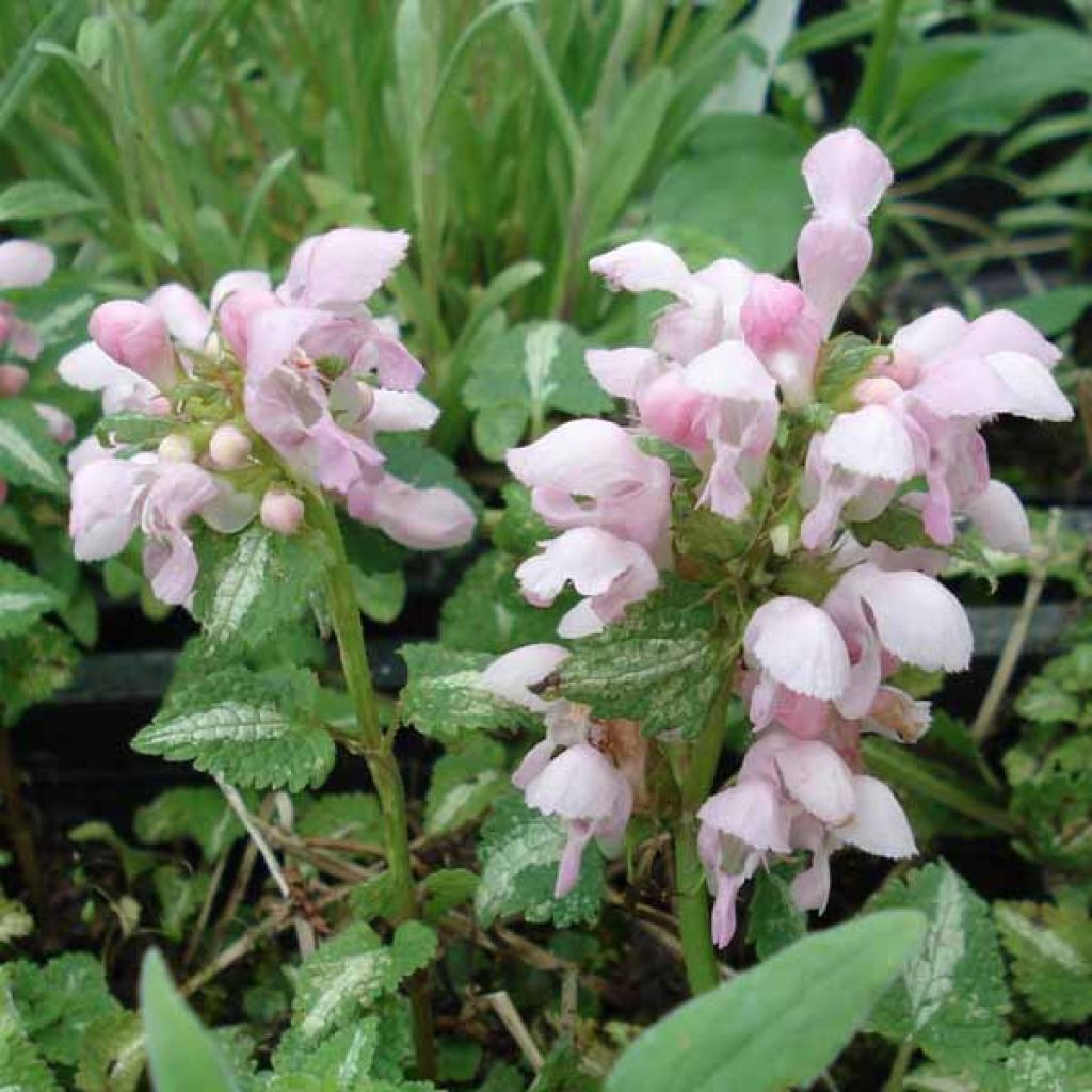 Lamium maculatum Shell Pink - Spotted Deadnettle