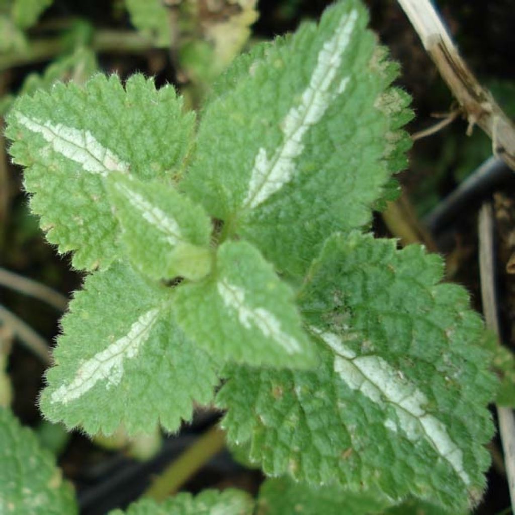 Lamium maculatum Shell Pink - Spotted Deadnettle