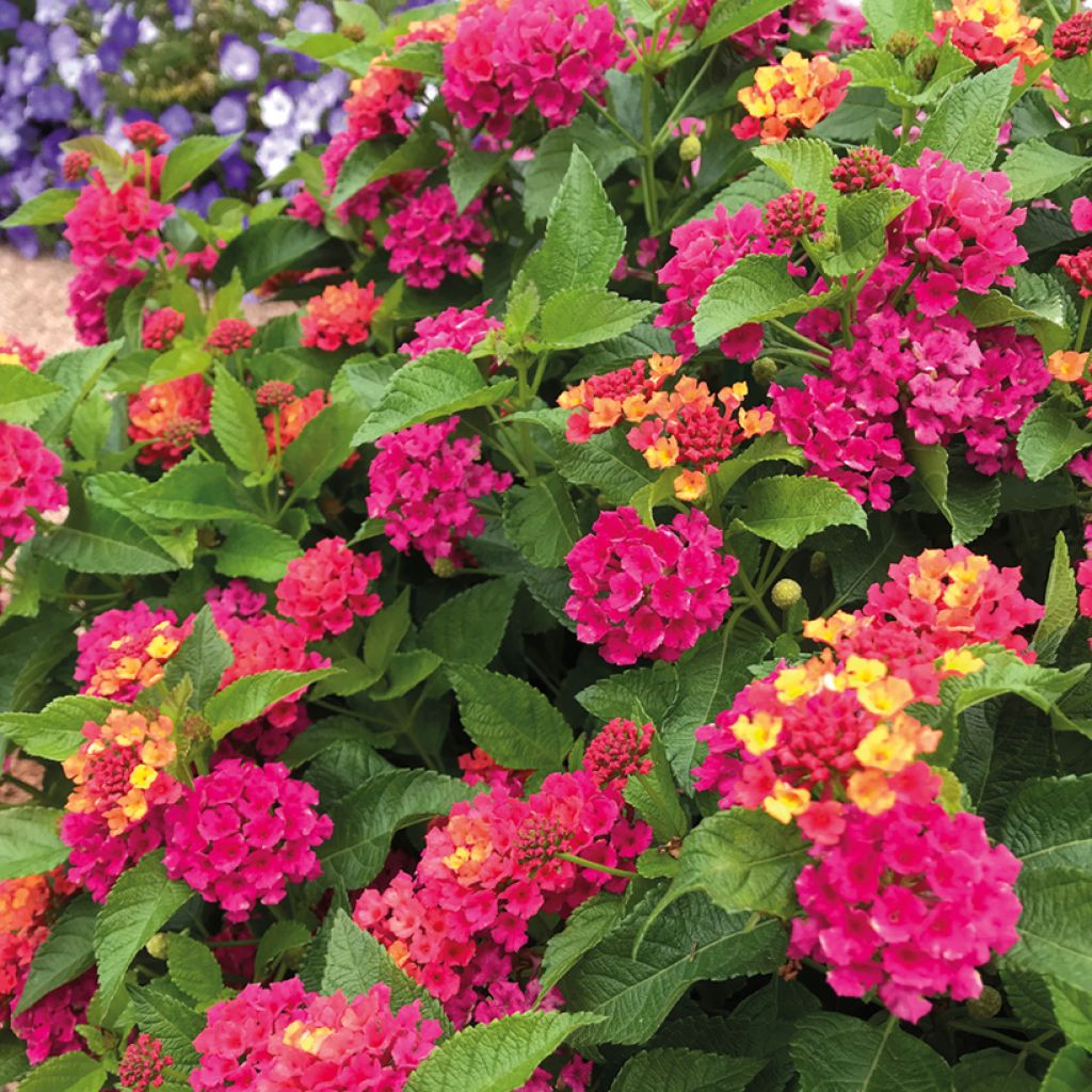 Lantana camara Bloomify Pink - - West Indian Lantana