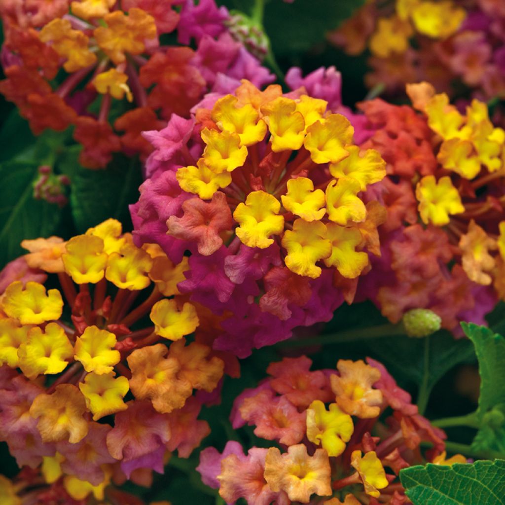 Lantana camara PassionFruit ('Ballanpaf') - Common Lantana, Spanish Flag, West Indian Lantana