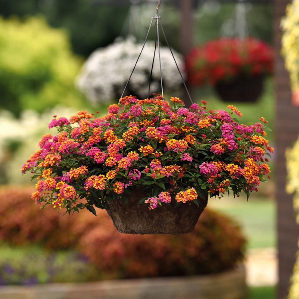 Lantana camara PassionFruit ('Ballanpaf') - Common Lantana, Spanish Flag, West Indian Lantana