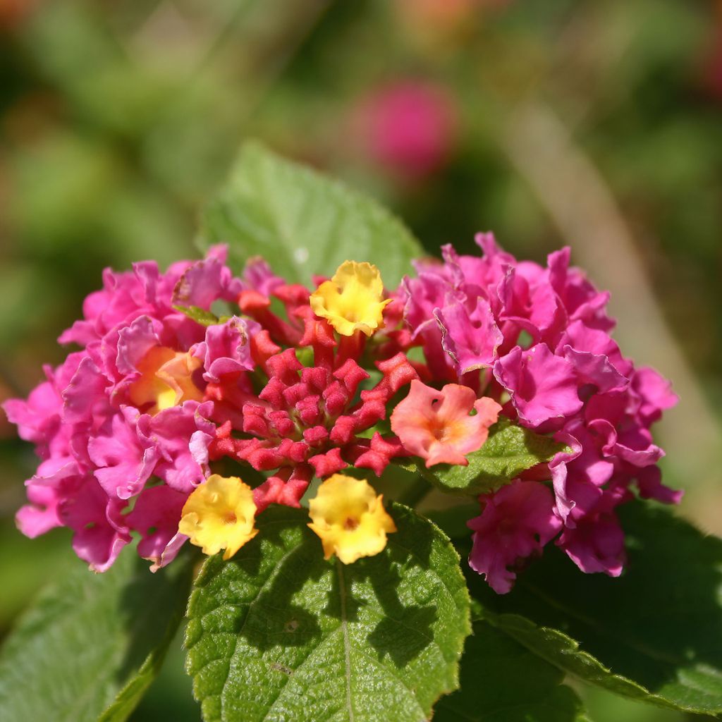 Lantana camara Gem Diva Pink - West Indian Lantana