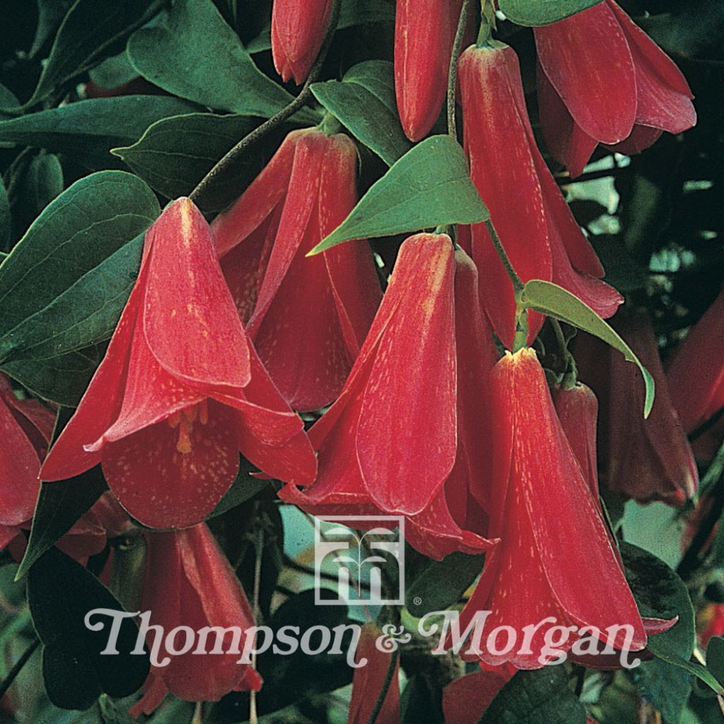 Lapageria Rosea