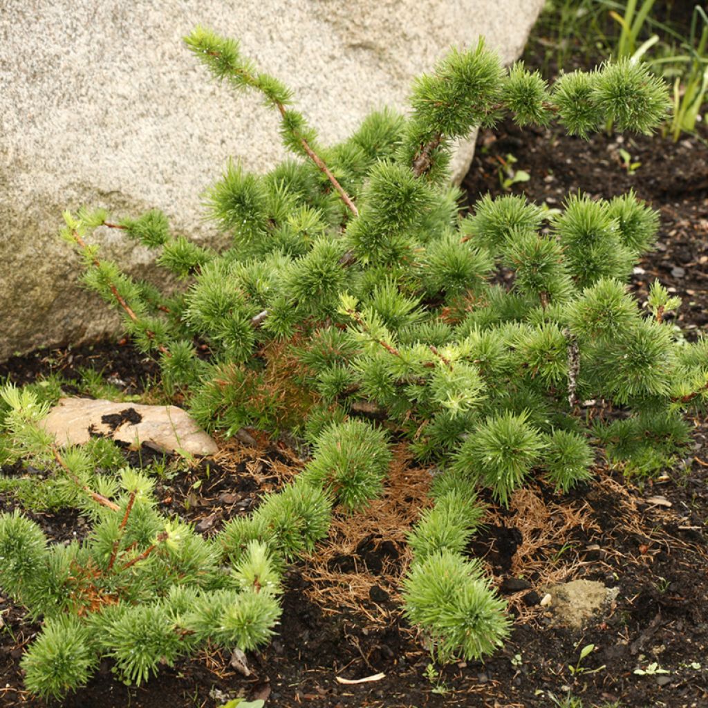 Larix decidua Krejča Mutation - European Larch