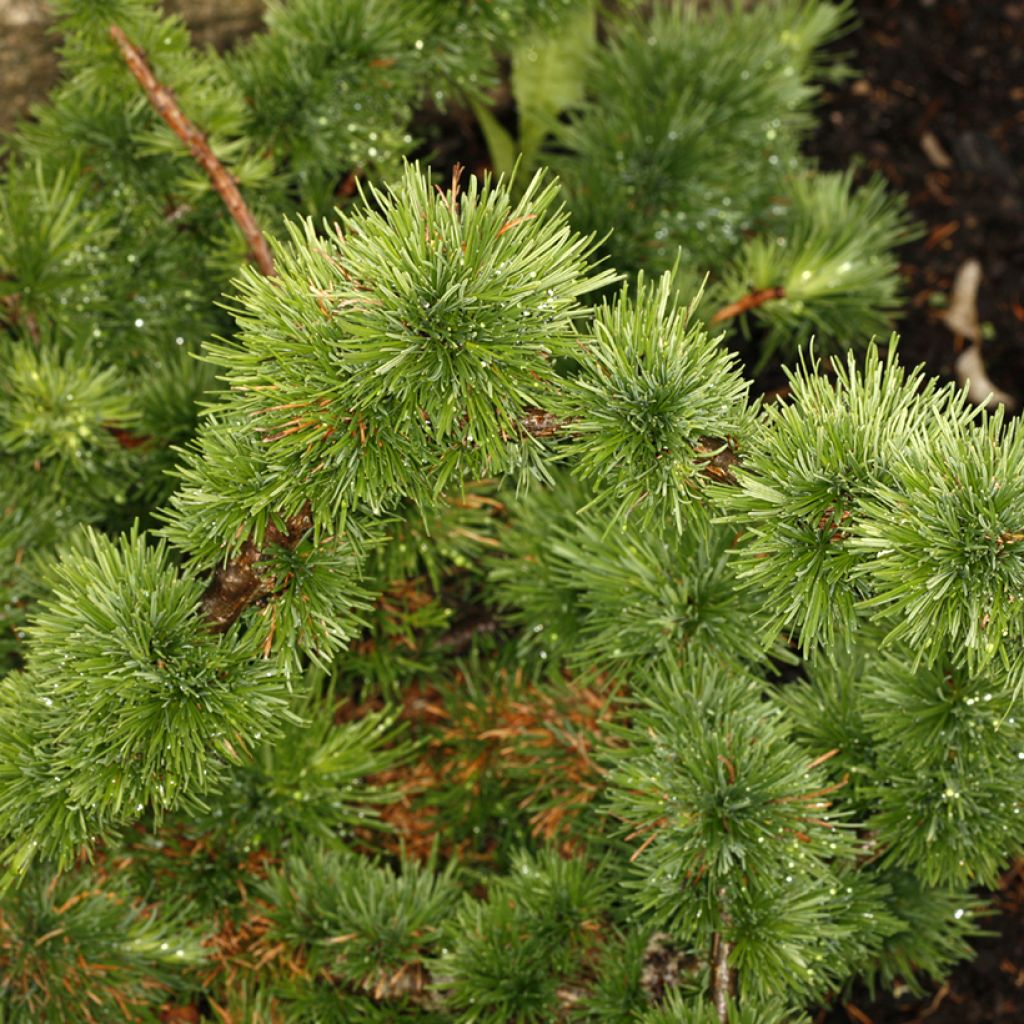 Larix decidua Krejča Mutation - European Larch