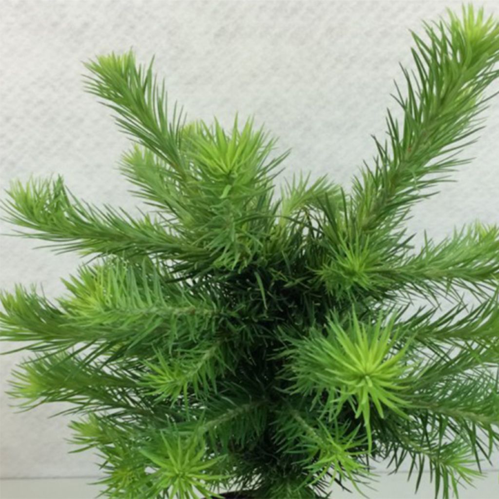 Larix kaempferi Grey Pearl - Larch