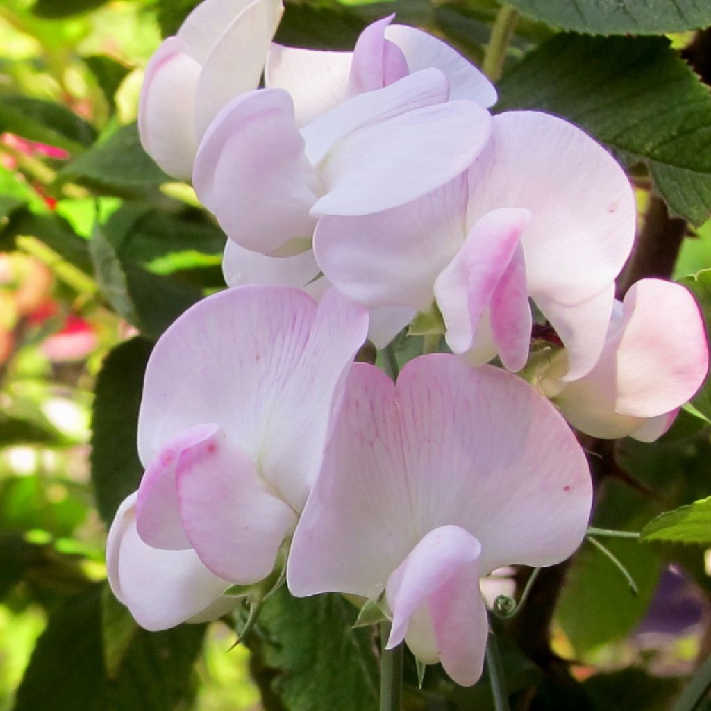 Lathyrus latifolius Pink Pearl - Broadleaf Sweetpea
