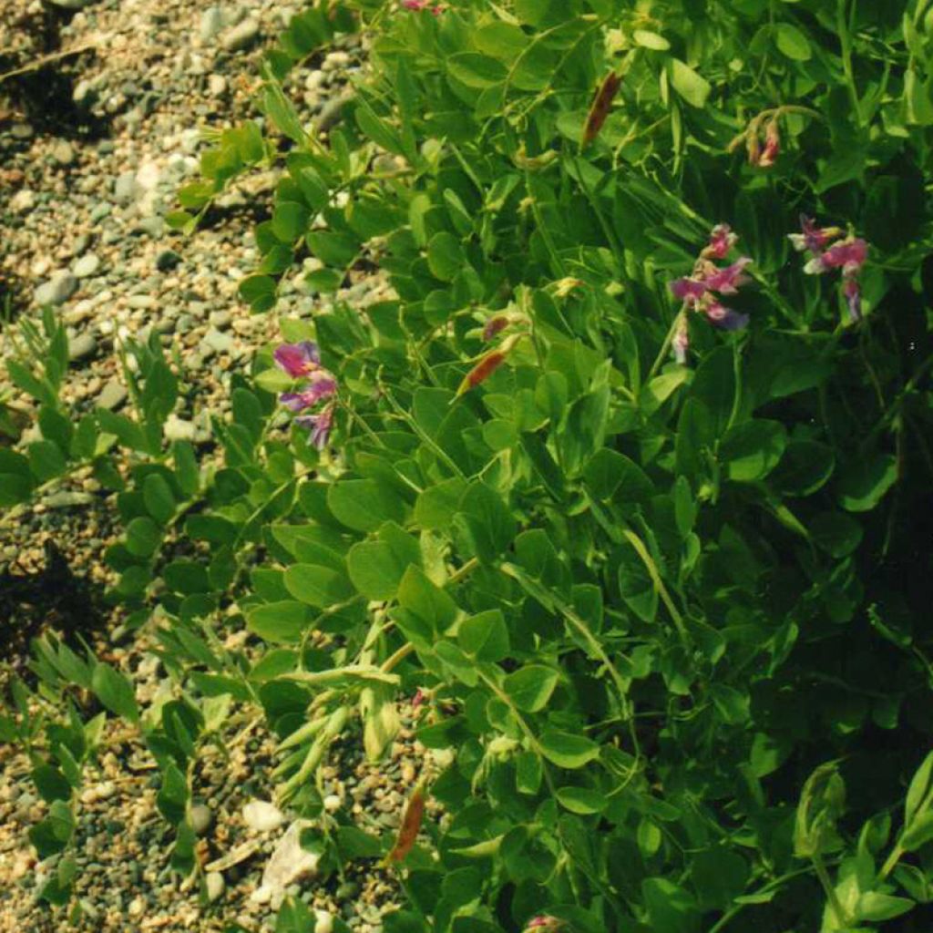 Lathyrus maritimus - Beach Pea