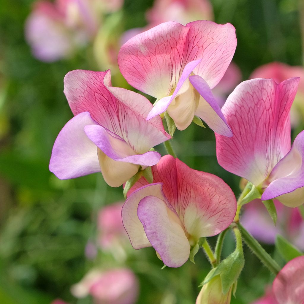 Lathyrus odoratus Spanish Dancer - Sweet Pea Seeds