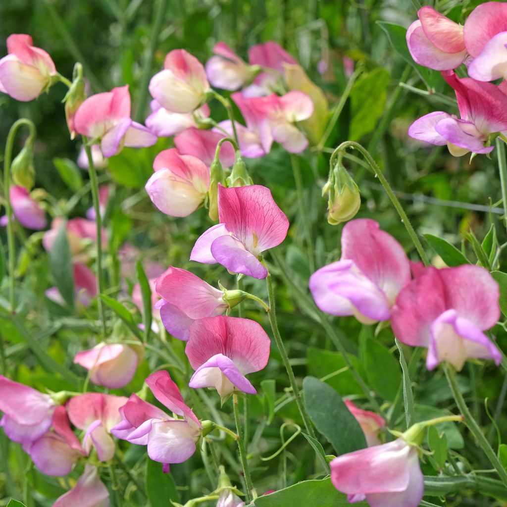 Lathyrus odoratus Spanish Dancer - Sweet Pea Seeds