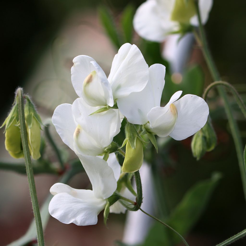 Lathyrus odoratus White Supreme - Sweet Pea Seeds