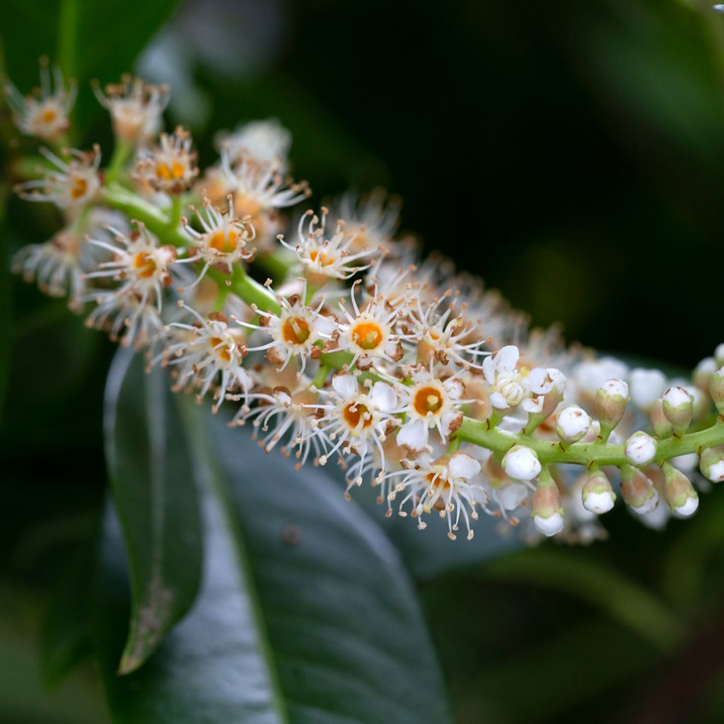 Prunus laurocerasus Genolia - Cherry Laurel