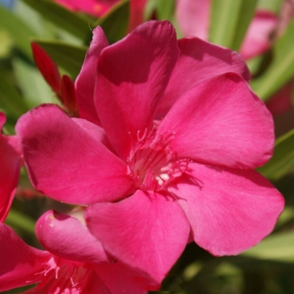 Nerium oleander Framboise