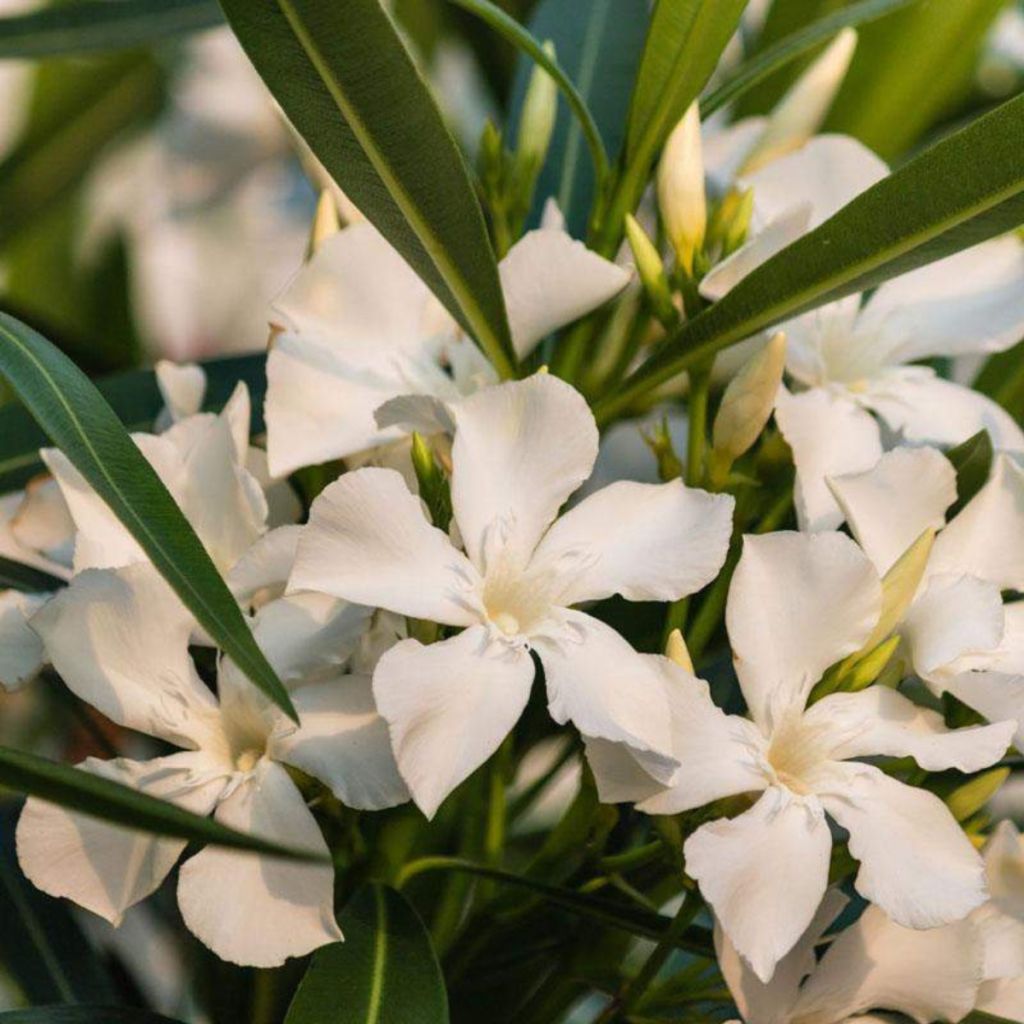 Nerium oleander Petite White