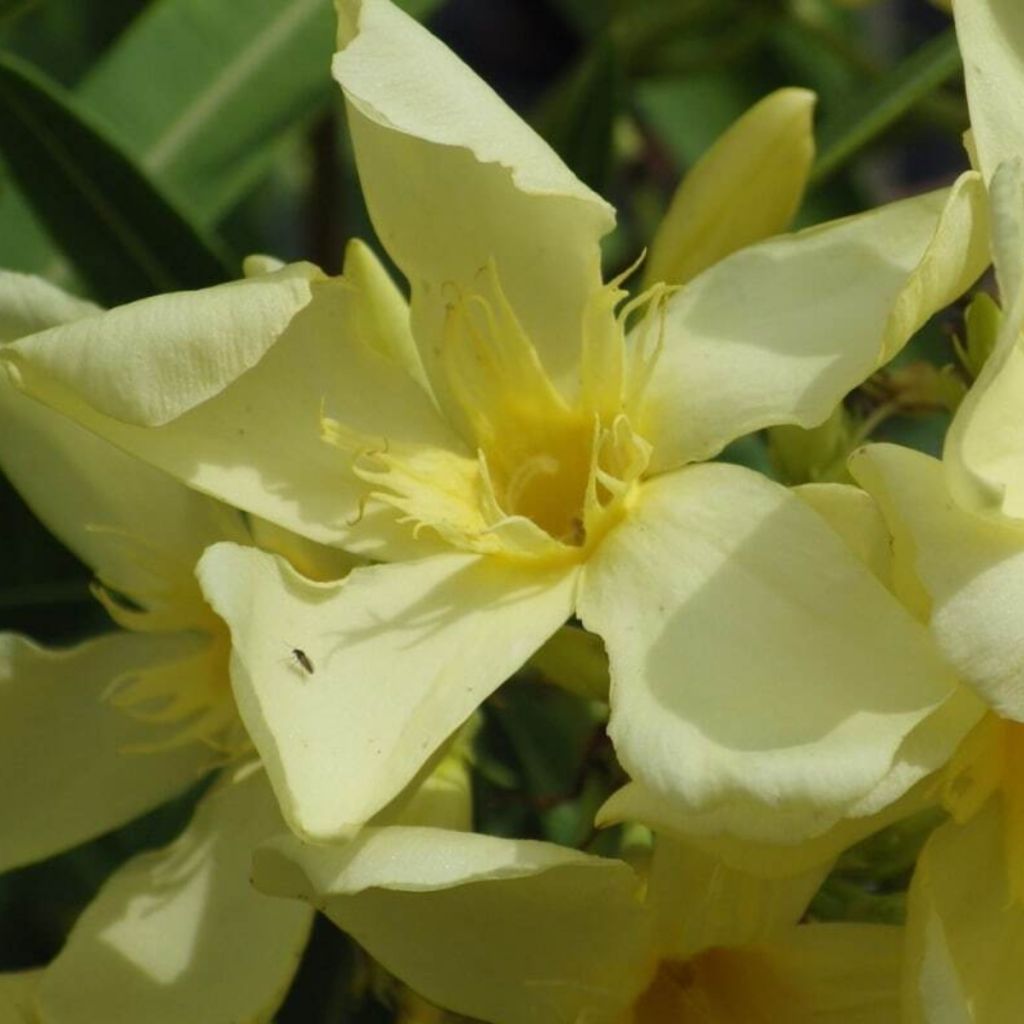Nerium oleander Souvenir des Iles Canaries