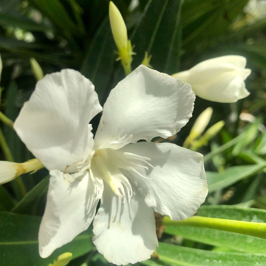 Nerium oleander Blanc