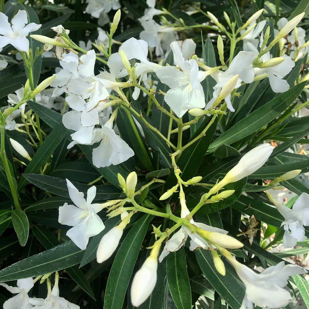 Nerium oleander Blanc