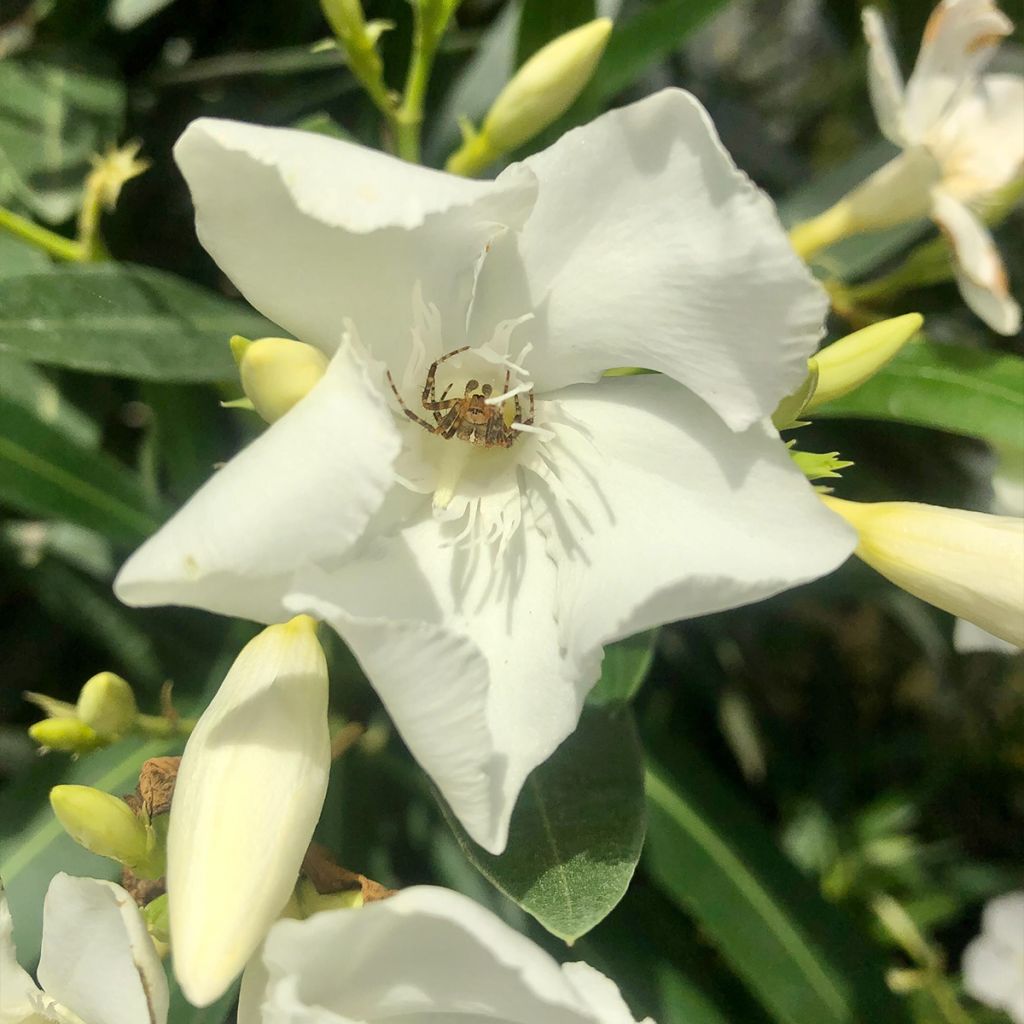 Nerium oleander Blanc