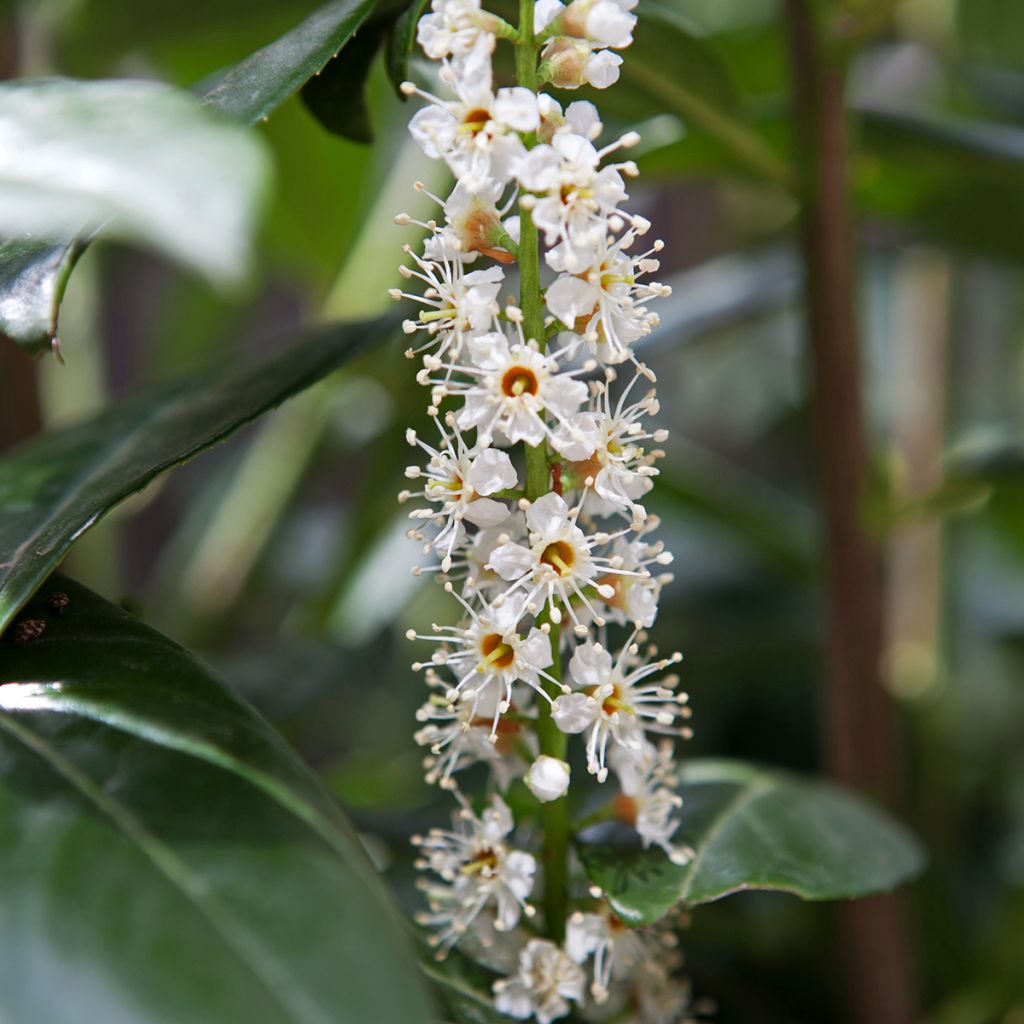 Prunus laurocerasus Caucasica - Caucasian Laurel