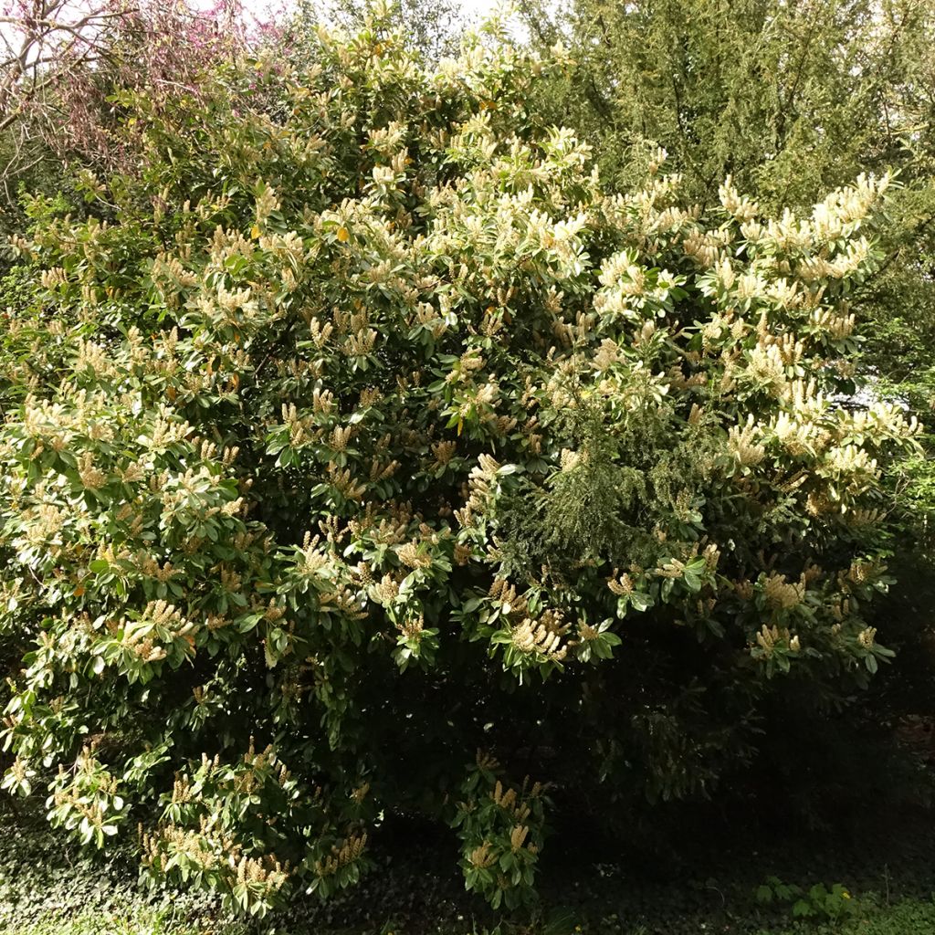 Prunus laurocerasus Caucasica - Caucasian Laurel