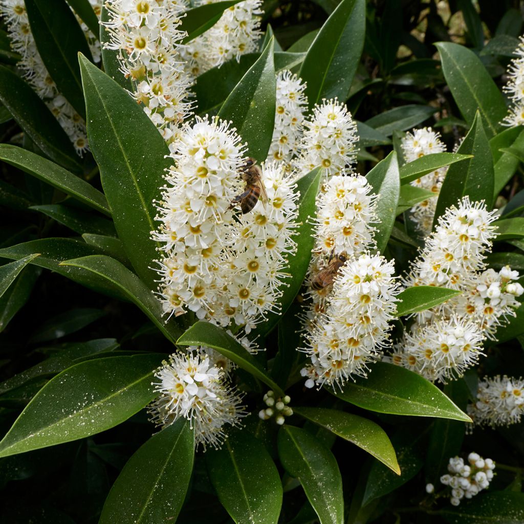 Prunus laurocerasus Otto Luyken - Cherry Laurel