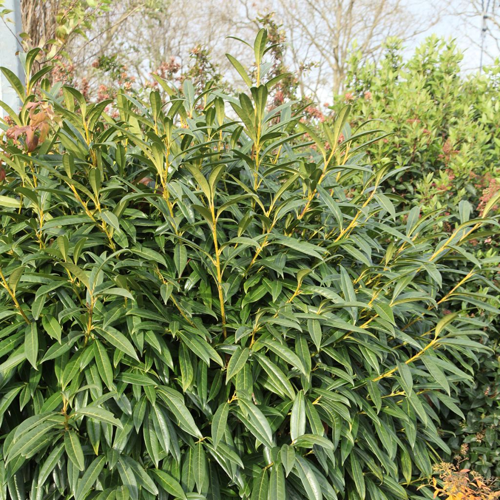 Prunus laurocerasus Otto Luyken - Cherry Laurel