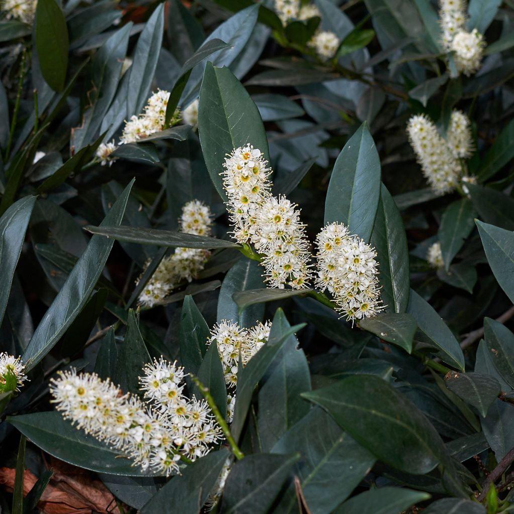 Prunus laurocerasus Otto Luyken - Cherry Laurel