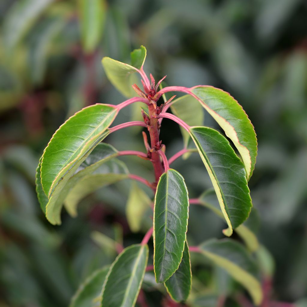Prunus lusitanica Angustifolia - Portuguese Laurel