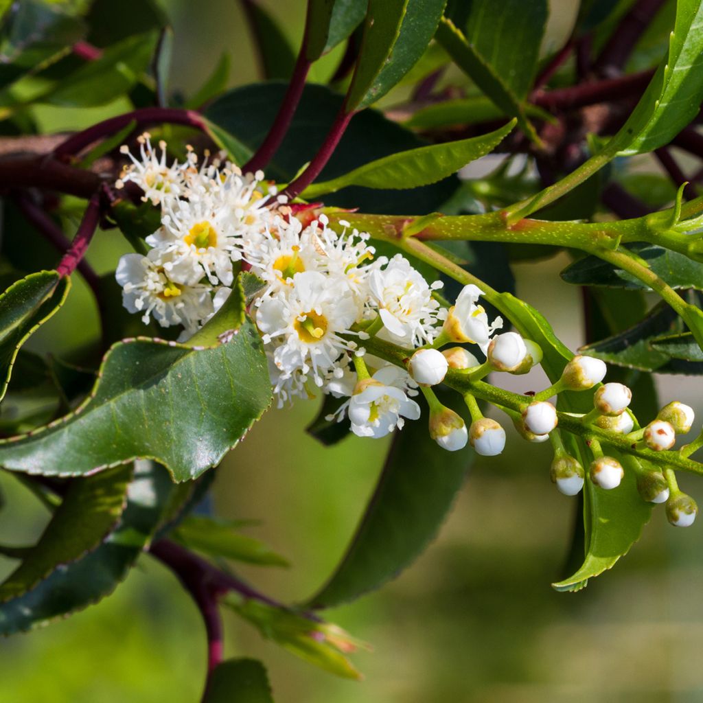 Prunus lusitanica Brenelia - Portuguese Laurel