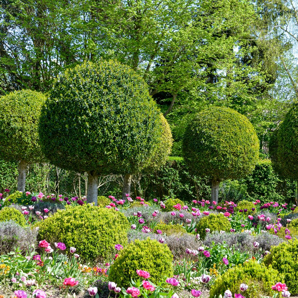 Prunus lusitanica - Portuguese Laurel