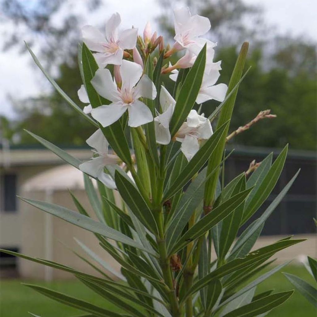 Nerium oleander 'Alsace'