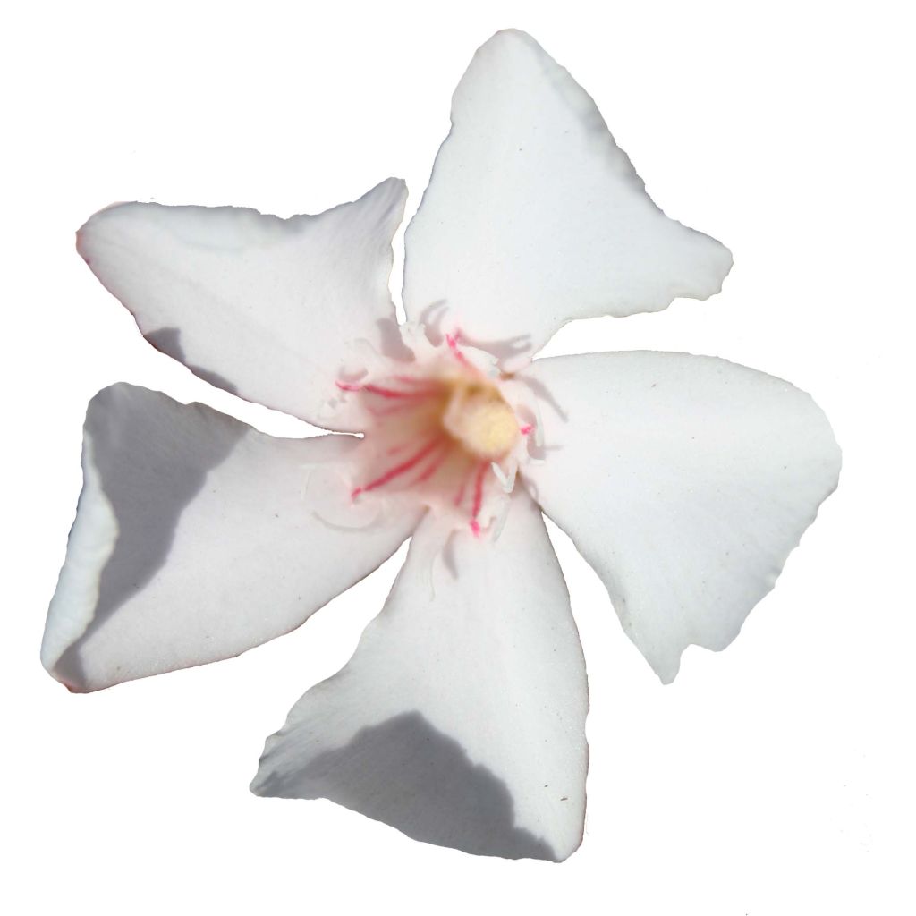 Nerium oleander 'Alsace'