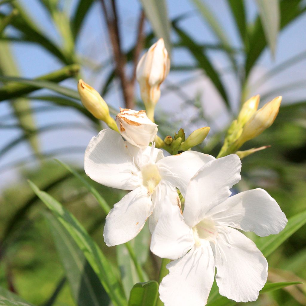 Nerium oleander 'Alsace'