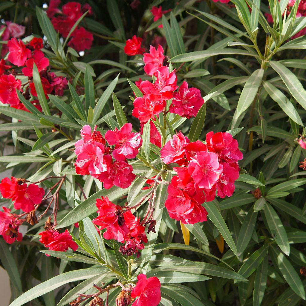 Nerium oleander Double Red