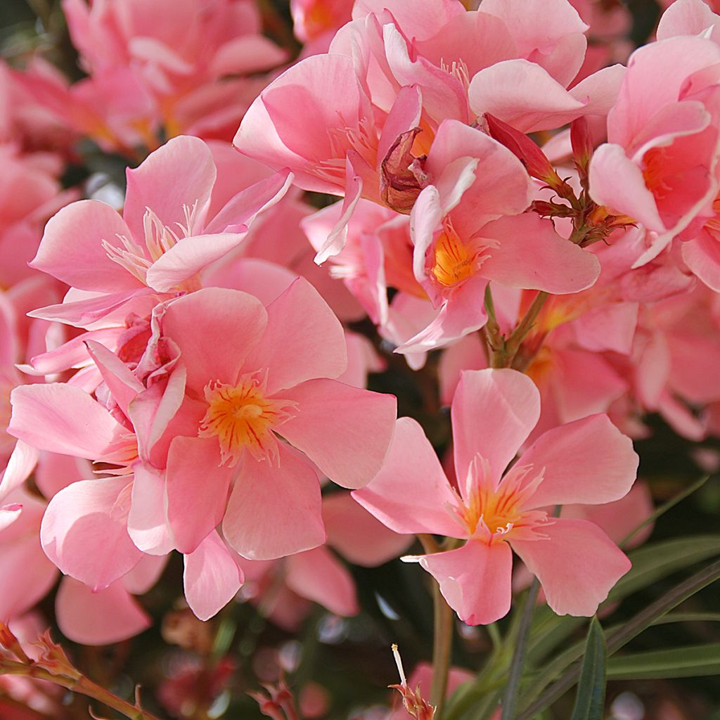 Nerium oleander Salmon