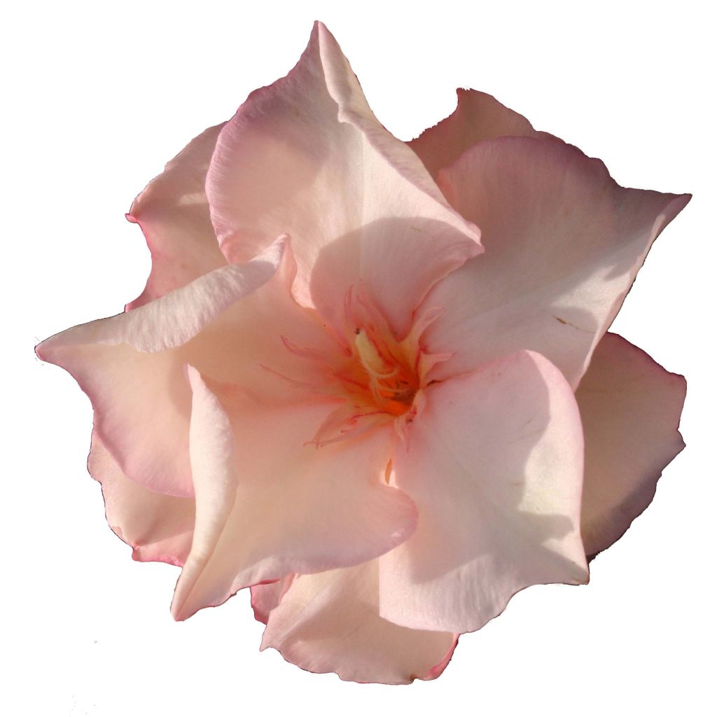 Nerium oleander Provence